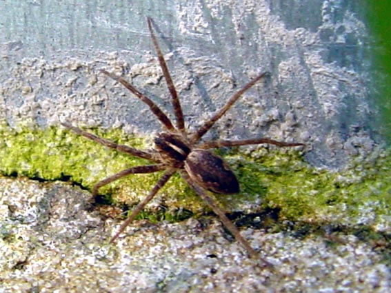 Listspinne, Pisaura mirabilis