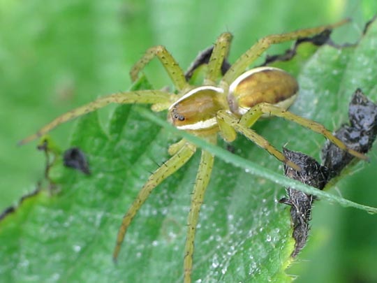 Dolomedes cf. fimbriatus, Gerandete Jagdspinne