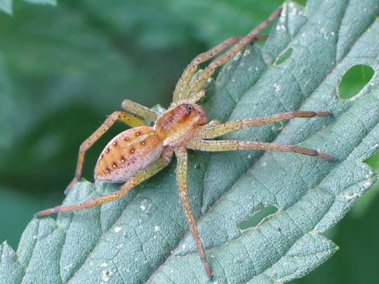 Dolomedes cf. fimbriatus, Gerandete Jagdspinne