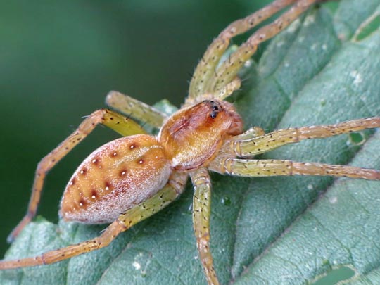 Dolomedes cf. fimbriatus, Gerandete Jagdspinne