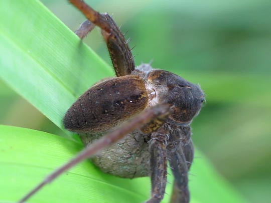 Dolomedes cf. fimbriatus, Gerandete Jagdspinne