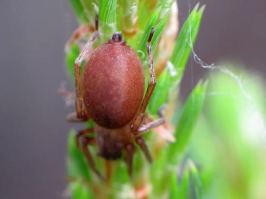 Clubiona pallidula