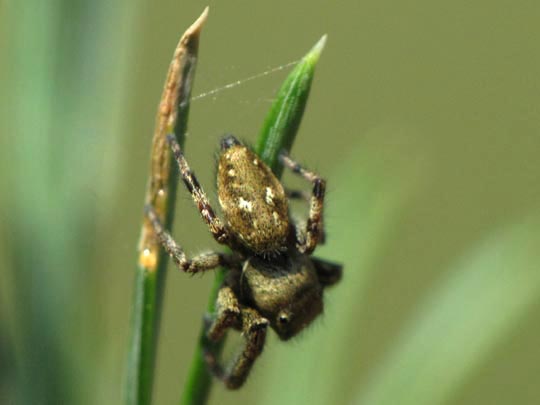 Dendryphantes rudis