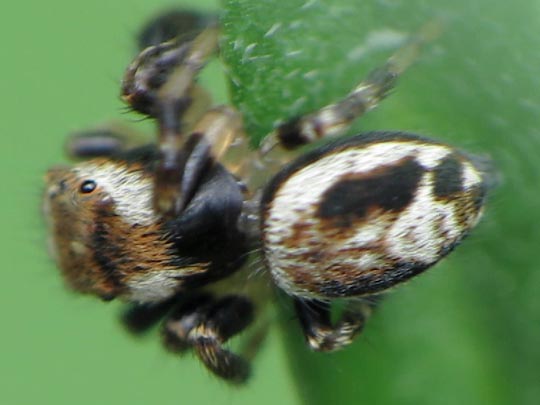 Springspinne, Evarcha falcata