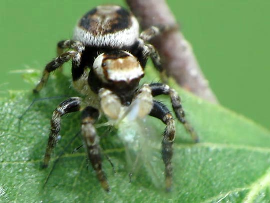 Springspinne, Evarcha falcata