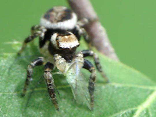 Springspinne, Evarcha falcata