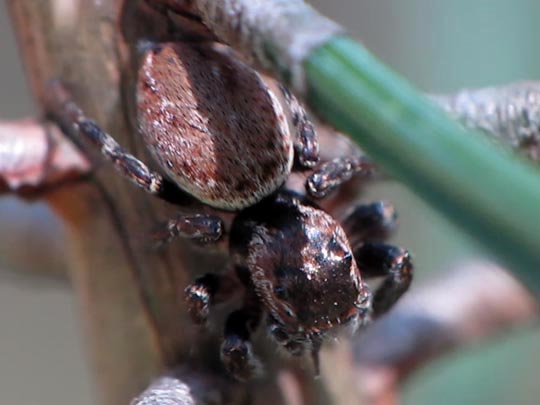 Springspinne, Evarcha falcata