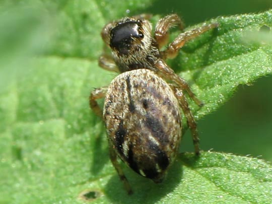 Evarcha arcuata