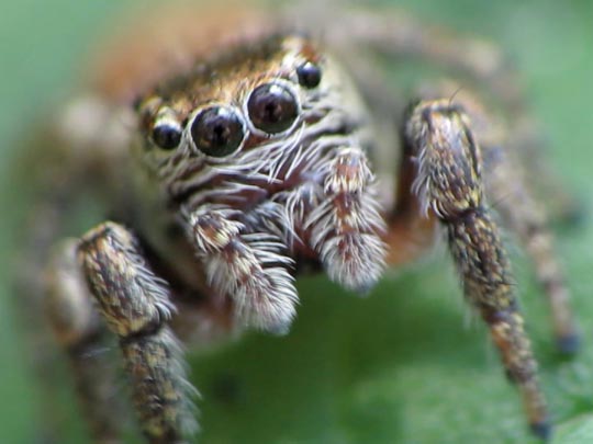 Springspinne, Evarcha falcata