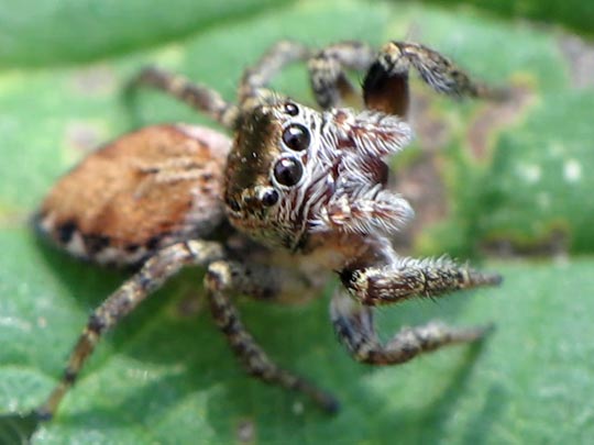 Springspinne, Evarcha falcata