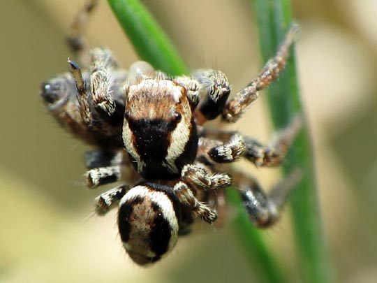 Springspinne, Evarcha falcata