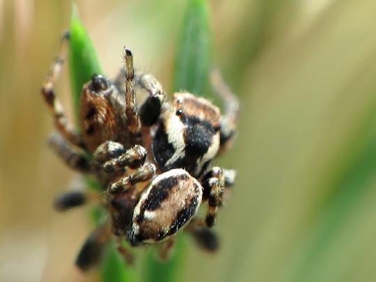 Springspinne, Evarcha falcata