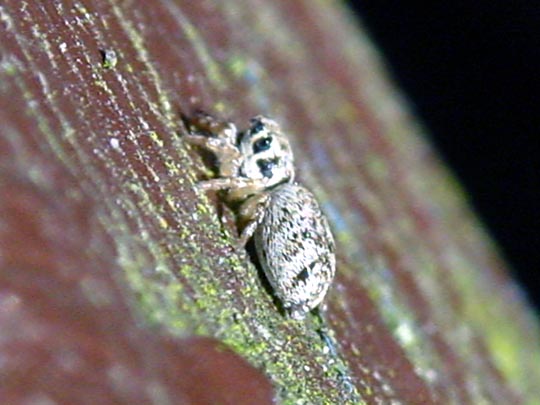 Springspinne, Salticus cingulatus