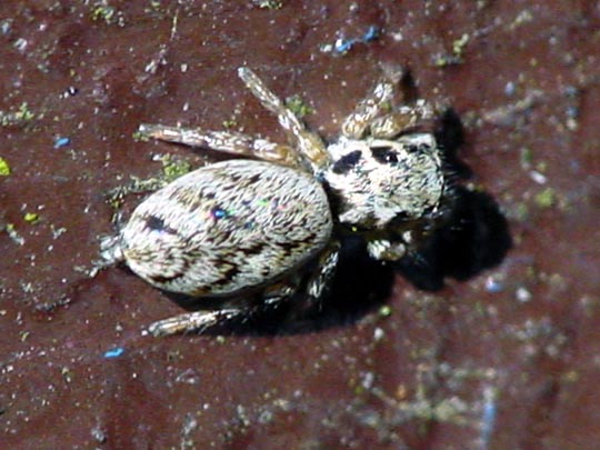 Springspinne, Salticus cingulatus