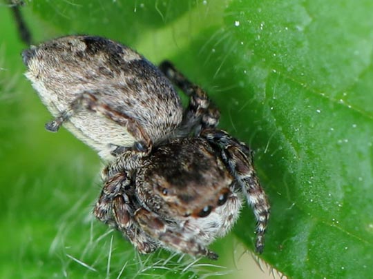 Springspinne, Salticidae