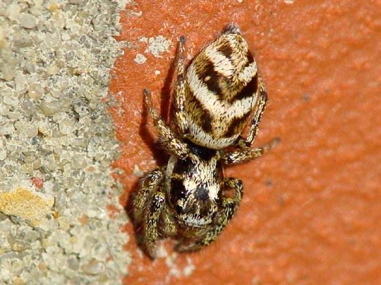 Salticus scenicus