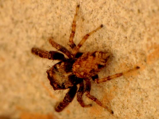 Springspinne, Salticidae