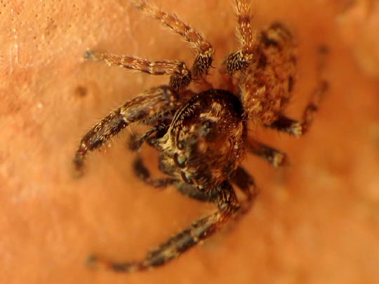 Springspinne, Salticidae