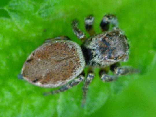 Springspinne, Evarcha falcata