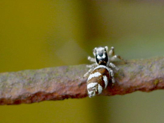 Salticus scenicus