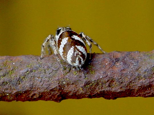 Salticus scenicus