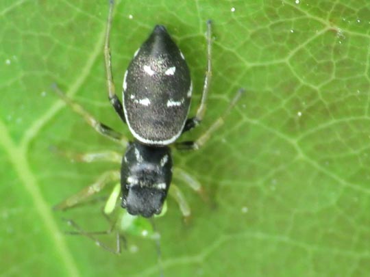 Heliophanus