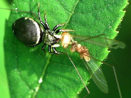 Heliophanus