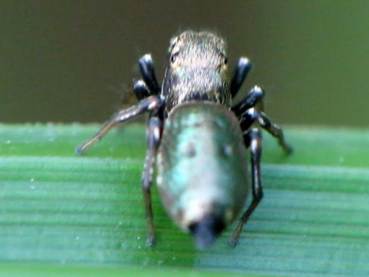 Heliophanus