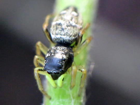 Heliophanus