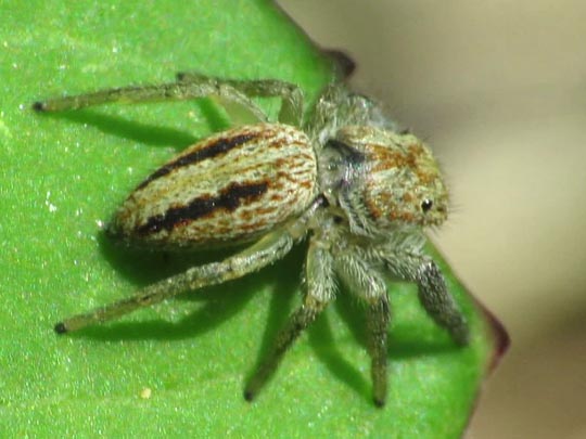 Marpissa radiata