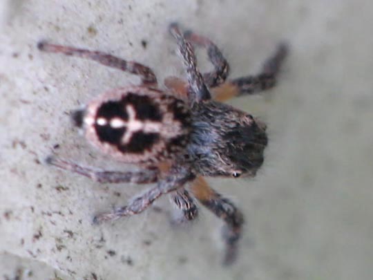 Pellenes tripunctatus, Kreuzspringspinne