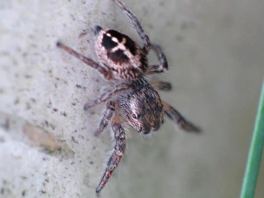 Pellenes tripunctatus, Kreuzspringspinne