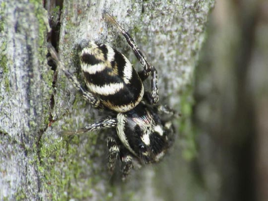 Salticus scenicus