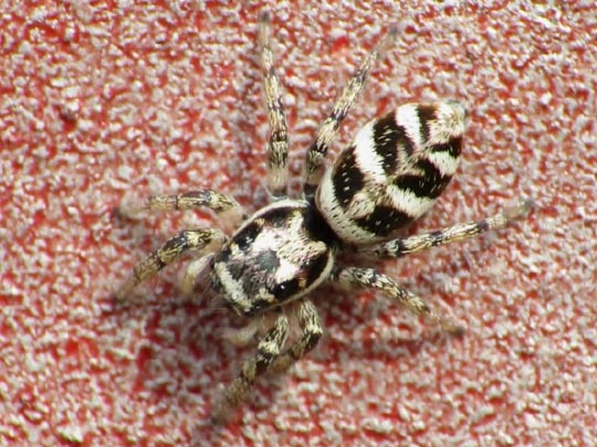 Salticus scenicus