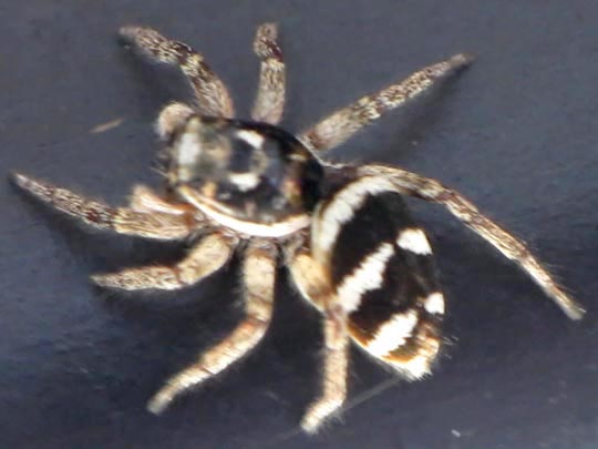 Salticus scenicus