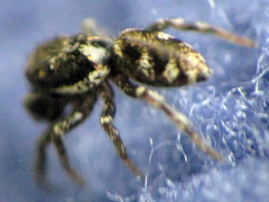 Salticus scenicus