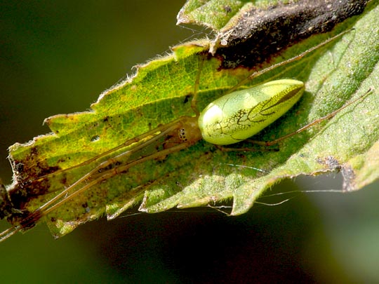 Tetragnatha extensa