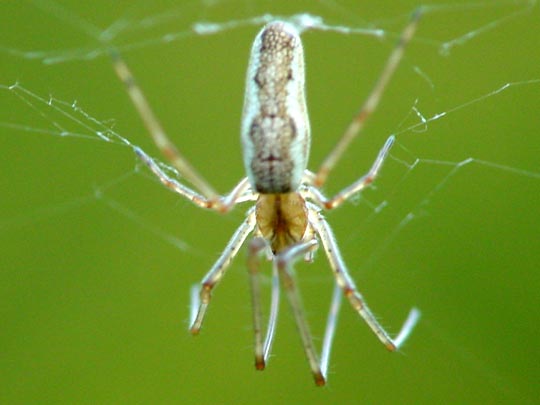 Tetragnatha montana