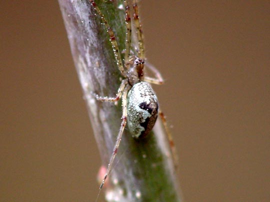 Tetragnatha obtusa