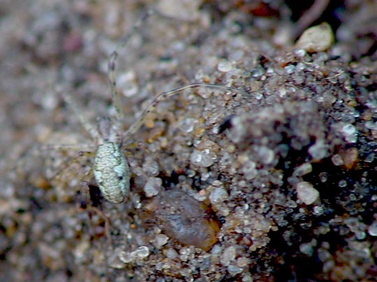 Tetragnatha obtusa