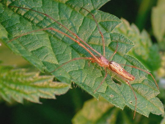 Tetragnatha extensa