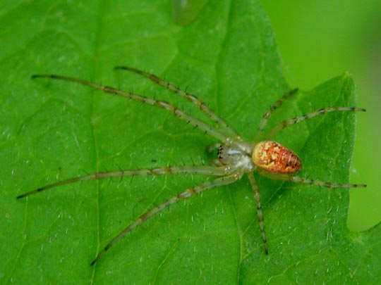 Herbstspinne, Metellina segmentata