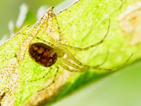 Herbstspinne, Metellina