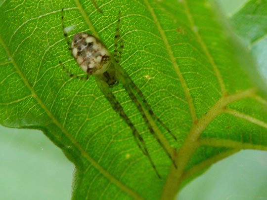 Herbstspinne, Metellina