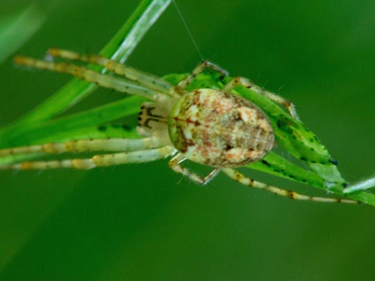 Herbstspinne, Metellina