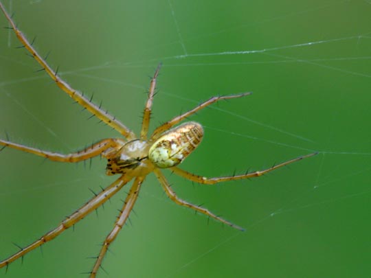 Herbstspinne, Metellina