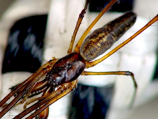 Tetragnatha nigrita