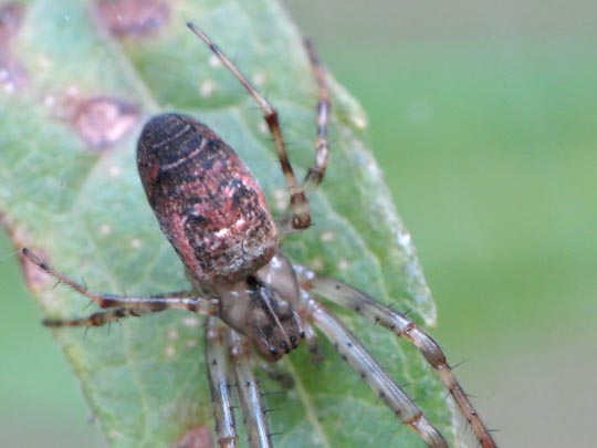 Herbstspinne, Metellina