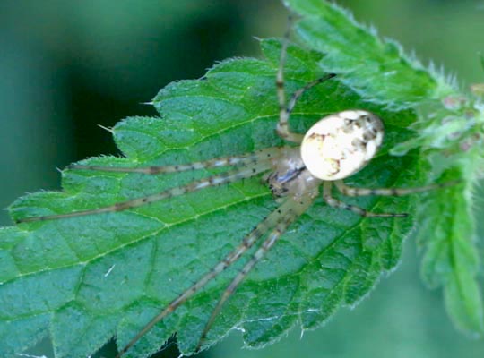 Herbstspinne, Metellina