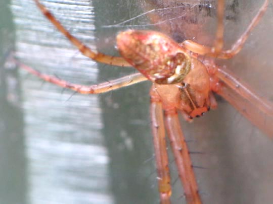 Herbstspinne, Metellina